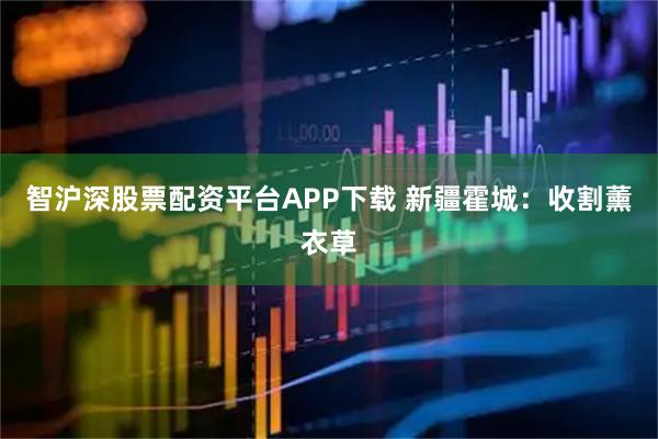 智沪深股票配资平台APP下载 新疆霍城：收割薰衣草